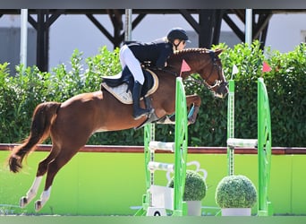 Belgische Rijpony, Ruin, 12 Jaar, 149 cm, Donkere-vos