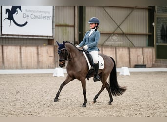 Belgische Rijpony, Ruin, 13 Jaar, 135 cm, Donkerbruin
