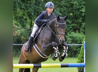 Belgische Rijpony, Ruin, 13 Jaar, 148 cm, Donkerbruin