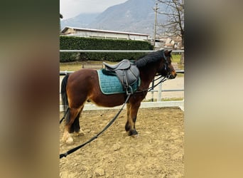 Belgische Rijpony, Ruin, 15 Jaar, 122 cm, Bruin