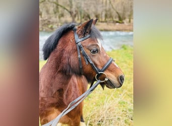 Belgische Rijpony, Ruin, 15 Jaar, 122 cm, Bruin