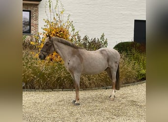 Belgische Rijpony, Ruin, 17 Jaar, 147 cm, Roan-Red