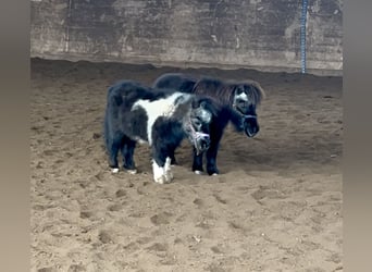 Belgische Rijpony, Ruin, 20 Jaar, 80 cm, Bruin