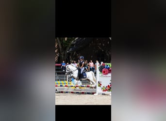 Belgische Rijpony, Ruin, 22 Jaar, 121 cm, Schimmel