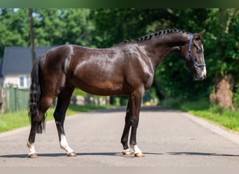 Belgische Rijpony, Ruin, 2 Jaar, 156 cm, Zwart