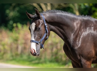 Belgische Rijpony, Ruin, 2 Jaar, 156 cm, Zwart