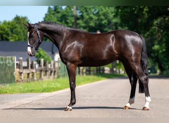 Belgische Rijpony, Ruin, 2 Jaar, 156 cm, Zwart