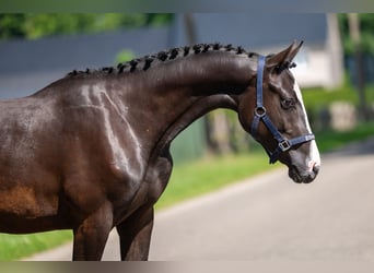 Belgische Rijpony, Ruin, 2 Jaar, 156 cm, Zwart