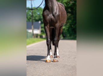 Belgische Rijpony, Ruin, 2 Jaar, 156 cm, Zwart