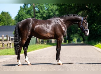 Belgische Rijpony, Ruin, 2 Jaar, 156 cm, Zwart