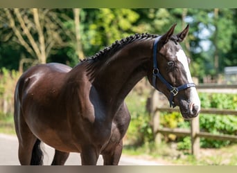 Belgische Rijpony, Ruin, 2 Jaar, 156 cm, Zwart