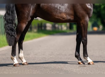 Belgische Rijpony, Ruin, 2 Jaar, 156 cm, Zwart