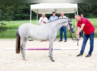 Belgische Rijpony, Ruin, 2 Jaar