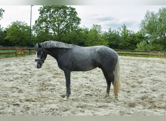Belgische Rijpony, Ruin, 3 Jaar, 146 cm, Schimmel