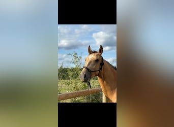 Belgische Rijpony, Ruin, 3 Jaar