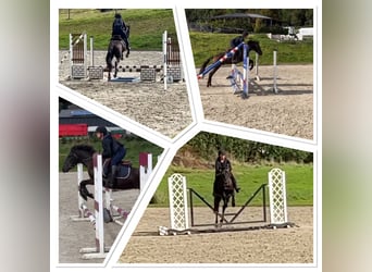 Belgische Rijpony, Ruin, 4 Jaar, 146 cm, Zwartbruin