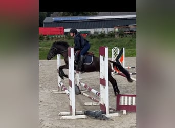 Belgische Rijpony, Ruin, 4 Jaar, 146 cm, Zwartbruin