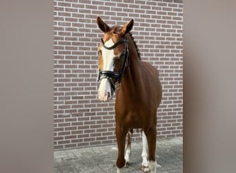 Belgische Rijpony, Ruin, 4 Jaar, 148 cm, Vos