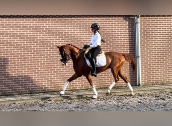 Belgische Rijpony, Ruin, 4 Jaar, 148 cm, Vos