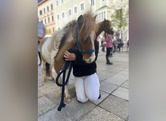 Belgische Rijpony, Ruin, 4 Jaar