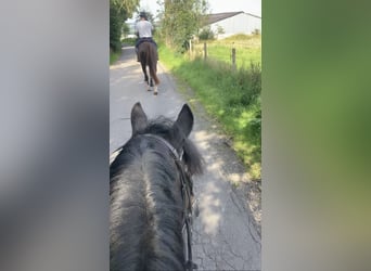 Belgische Rijpony, Ruin, 5 Jaar, 145 cm, Zwartbruin