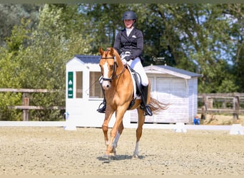 Belgisches Reitpony, Wallach, 5 Jahre, 146 cm, Fuchs