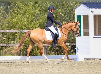 Belgische Rijpony, Ruin, 5 Jaar, 146 cm, Vos