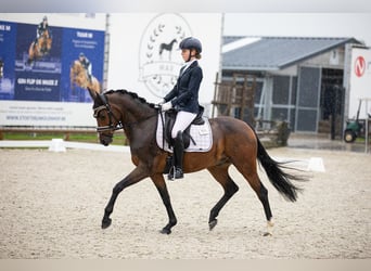 Belgische Rijpony, Ruin, 6 Jaar, 148 cm, Bruin