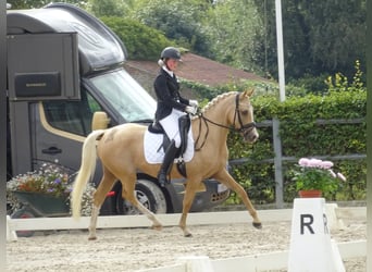 Belgische Rijpony, Ruin, 7 Jaar, 148 cm, Vos