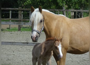 Belgische Rijpony, Ruin, 7 Jaar, 148 cm, Vos