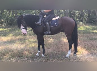 Belgische Rijpony, Ruin, 7 Jaar, 157 cm, Donkerbruin