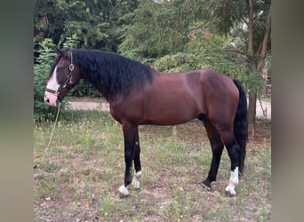 Belgische Rijpony, Ruin, 7 Jaar, 157 cm, Donkerbruin