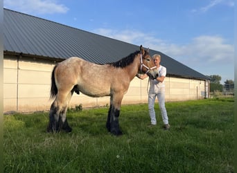 Belgisches Kaltblut, Hengst, 1 Jahr, 154 cm, Apfelschimmel