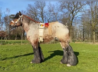 Belgisches Kaltblut, Hengst, 1 Jahr, 154 cm, Apfelschimmel