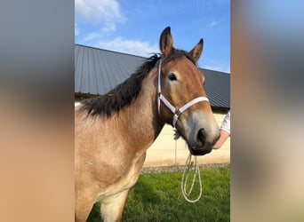 Belgisches Kaltblut, Hengst, 1 Jahr, 154 cm, Apfelschimmel