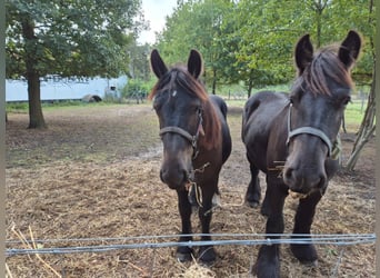 Belgisches Kaltblut, Hengst, 1 Jahr, 168 cm, Rappe