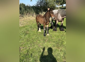 Belgisches Kaltblut, Hengst, 1 Jahr, Brauner