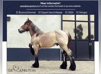 Belgisches Kaltblut, Hengst, 1 Jahr