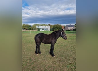 Belgisches Kaltblut, Hengst, 1 Jahr, Rappe