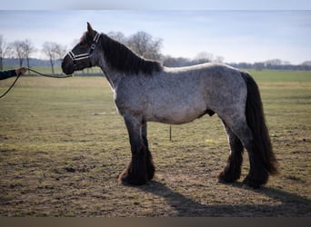 Belgisches Kaltblut, Hengst, 2 Jahre, 158 cm, Blauschimmel