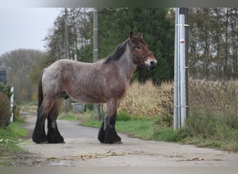 Belgisches Kaltblut, Hengst, 2 Jahre