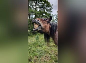 Belgisches Kaltblut, Hengst, 4 Jahre, 155 cm