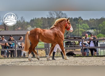 Belgisches Kaltblut, Hengst, 5 Jahre