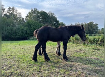 Belgisches Kaltblut, Hengst, Fohlen (05/2025), 130 cm, Rappe