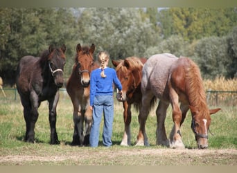 Belgisches Kaltblut, Hengst, Fohlen (01/2025)