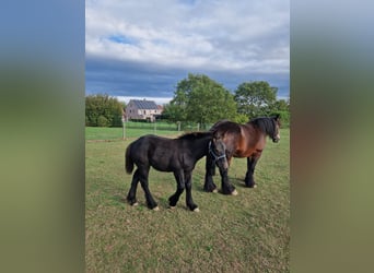 Belgisches Kaltblut, Hengst, Fohlen (05/2025), Rappe