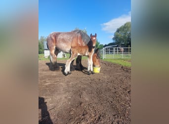 Belgisches Kaltblut, Hengst, Fohlen (05/2026)