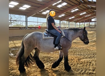 Belgisches Kaltblut, Stute, 11 Jahre, 168 cm, Braunfalbschimmel