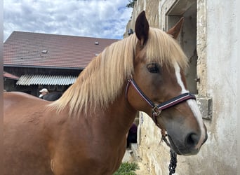 Belgisches Kaltblut Mix, Stute, 13 Jahre, 160 cm, Brauner