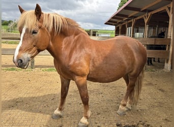 Belgisches Kaltblut Mix, Stute, 13 Jahre, 163 cm, Brauner